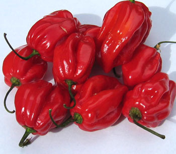 Caribbean_habanero_pepper
