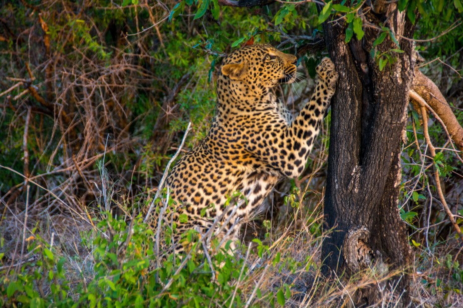 Africa 2016 – Before We&nbsp;Leave